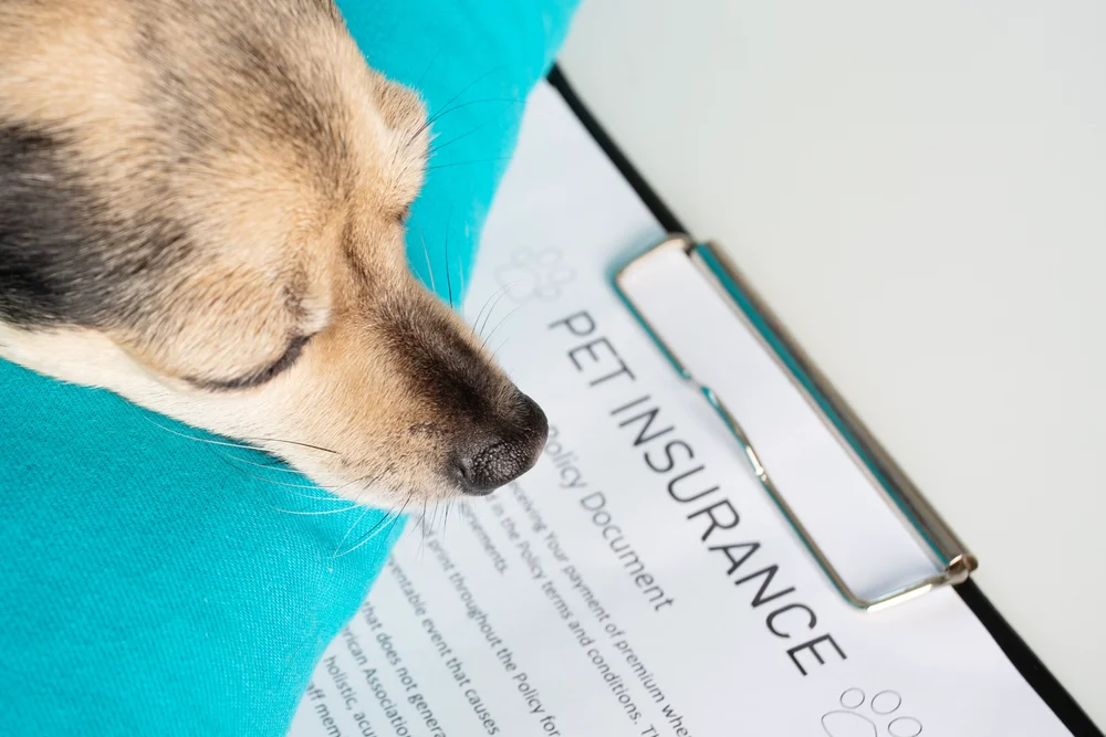 pet insurance